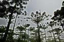 Paraná termina primeira fase do inventário florestal