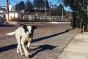 Governo debate com sociedade controle ético de cães e gatos
