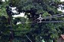 Programa da Copel melhora convivência entre árvores e redes de energia.Foto: Divulgação Copel