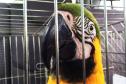 Animais silvestres apreendidos e resgatados podem ser adotados.Curitiba, 09/08/2016.Foto: Divulgação IAP