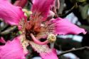 Florada de árvores nativas deixa primavera mais exuberante em várias regiões paranaenses. Na foto flor de paineira.Foto: Divulgação IAP