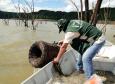 A pesca de espécies nativas estará proibida a partir desta terça-feira (01) em todos os rios do Paraná devido à piracema, época em que a maioria das espécies se reproduz. Até o dia 28 de fevereiro de 2017, espécies como dourado, lambari, bagre, jaú e pintado, entre outras, estarão protegidas, de acordo com instrução do Ibama (nº 25/2009), e reforçada no Estado por portaria do IAP (nº 206/2016).Foto: IAP/Arquivo ANPr