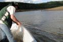 A pesca de espécies nativas estará proibida a partir desta terça-feira (01) em todos os rios do Paraná devido à piracema, época em que a maioria das espécies se reproduz. Até o dia 28 de fevereiro de 2017, espécies como dourado, lambari, bagre, jaú e pintado, entre outras, estarão protegidas, de acordo com instrução do Ibama (nº 25/2009), e reforçada no Estado por portaria do IAP (nº 206/2016).Foto: IAP/Arquivo ANPr