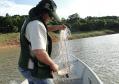 A pesca de espécies nativas estará proibida a partir desta terça-feira (01) em todos os rios do Paraná devido à piracema, época em que a maioria das espécies se reproduz. Até o dia 28 de fevereiro de 2017, espécies como dourado, lambari, bagre, jaú e pintado, entre outras, estarão protegidas, de acordo com instrução do Ibama (nº 25/2009), e reforçada no Estado por portaria do IAP (nº 206/2016).Foto: IAP/Arquivo ANPr