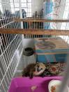 Resgate de Animais