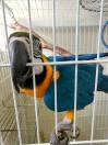 Resgate de Animais