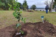 plantio de árvores no Rio Iraí