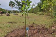 plantio de árvores no Rio Iraí