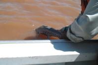 O Instituto Água e Terra (IAT), vinculado à Secretaria do Desenvolvimento Sustentável e do Turismo, informa que inicia neste domingo (1º) o período de restrição à pesca de espécies nativas no Paraná – a piracema. A determinação deve ser cumprida até 28 de fevereiro de 2021.