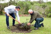 plantio de araucária