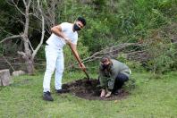 plantio de araucária