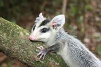 gambá