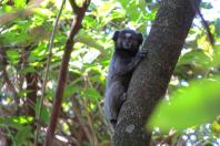 sagui