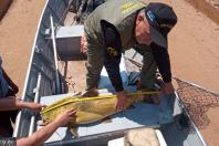 O Instituto Água e Terra (IAT), vinculado à Secretaria do Desenvolvimento Sustentável e do Turismo, informa que inicia neste domingo (1º) o período de restrição à pesca de espécies nativas no Paraná – a piracema. A determinação deve ser cumprida até 28 de fevereiro de 2021.