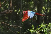 Foz do Iguaçu - Parque das Aves.