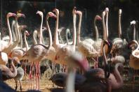 Foz do Iguaçu - Parque das Aves