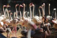 04/2019 - Foz do Iguaçu - Parque das Aves. Foto: José Fernando Ogura/ANPr