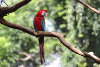 04/2019 - Foz do Iguaçu - Parque das Aves. Foto: José Fernando Ogura/ANPr