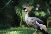 04/2019 - Foz do Iguaçu - Parque das Aves. Foto: José Fernando Ogura/ANPr