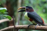 04/2019 - Foz do Iguaçu - Parque das Aves. Foto: José Fernando Ogura/ANPr