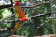 04/2019 - Foz do Iguaçu - Parque das Aves. Foto: José Fernando Ogura/ANPr