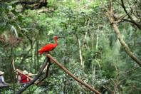 04/2019 - Foz do Iguaçu - Parque das Aves. Foto: José Fernando Ogura/ANPr