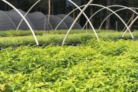 O Instituto Água e Terra (IAT), vinculado à Secretaria do Desenvolvimento Sustentável e do Turismo (Sedest), firmou parceria com o Distrito 4710 do Rotary International para o plantio de 250 mil árvores nativas. - Foto: IAT