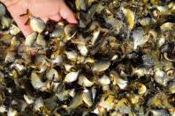 peixamento