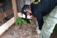 IAT encaminha para tratamento 58 aves nativas feridas após tempestade . Foto: IAT/Força Verde