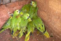 IAT encaminha para tratamento 58 aves nativas feridas após tempestade . Foto: IAT/Força Verde