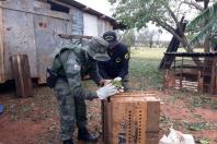 IAT encaminha para tratamento 58 aves nativas feridas após tempestade . Foto: IAT/Força Verde