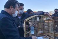 soltura de pássaros