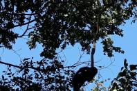 Macaco prego