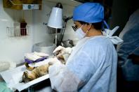 O Programa Permanente de Esterilização de Cães e Gatos ? Castrapet chega a Campo Mourão nesta terça-feira (03). Ao todo, 405 animais são aguardados no castramóvel do Governo do Paraná, entre cães e gatos. O programa é permanente e a meta é atingir 100% do Estado. - Curitiba, 02/08/2021 