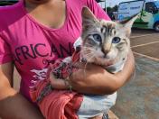 Programa CastraPet esteriliza gratuitamente animais em Guarapuava até a próxima terça-feira. Foto:SEDEST
