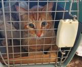 Castrapet em Arapongas