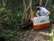 IAT alerta para época reprodutiva dos gambás - Alerta do órgão ambiental se deve ao grande número de ocorrências recebidas de animais vitimados por diversos motivos no mês de setembro. - Curitiba, 04/10/2021 - Foto: IAT