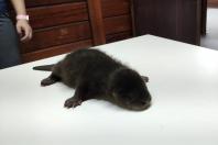 Lontra