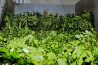 Erva mate São Mateus do Sul