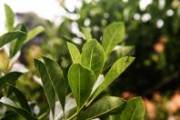 Erva mate São Mateus do Sul