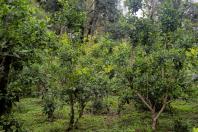 Erva mate São Mateus do Sul