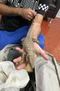 Cobras, tartarugas e um lagarto são apreendidos e encaminhados a CAFS, em Guarapuava