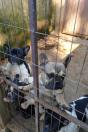 Mais de 150 animais são identificados com sinais de maus tratos em Pato Branco
