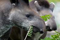 Paraná inicia atualização da Lista Estadual de Espécies de Fauna Silvestre Ameaçadas de Extinção