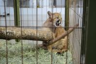 Semana do Meio Ambiente reúne estudantes em palestra sobre cuidado a animais silvestres -