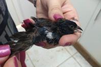 Instituto Água e Terra institui a Frente de Especialistas em Reconhecimento de Animais Silvestres - Foto: Alessandro Vieira/SEDEST-PARANÁ Instituto Água e Terra institui a Frente de Especialistas em Reconhecimento de Animais Silvestres -