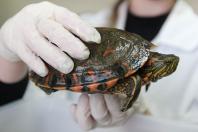 Instituto Água e Terra institui a Frente de Especialistas em Reconhecimento de Animais Silvestres - Foto: Alessandro Vieira/SEDEST-PARANÁ Instituto Água e Terra institui a Frente de Especialistas em Reconhecimento de Animais Silvestres -Foto: Alessandro Vieira/SEDEST-PARANÁ