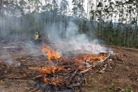 Estado alerta para necessidade de cuidados contra incêndios florestais. Foto: Corpo de Bombeiros do Paraná