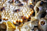 Projeto premiado de reintrodução de abelhas na natureza, Poliniza Paraná completa um ano