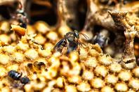 Projeto premiado de reintrodução de abelhas na natureza, Poliniza Paraná completa um ano